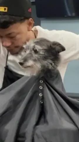 Her pose strong AF at the end 🤣🤣 • • • #spiffy #haircut #hairstyle #beardlook #beard #funnyvideos #fy #fypage #dogsoftiktok #PetsOfTikTok #dancechallenge #dance #dogs #DogTraining #doggrooming #funny #funnymemes #sharkfinshears @Shark Fin Shears 