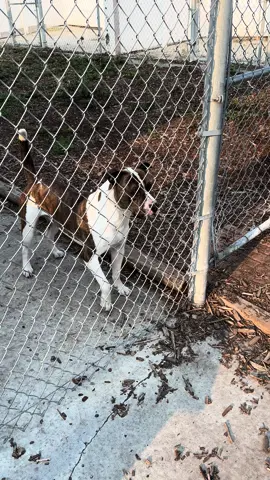 #ezekiel #fuckyou #pibble #fyp #viraltiktok #tiktok #pbfl 
