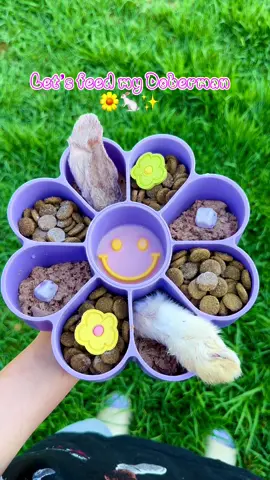 Cute flower theme meal for Rager 🐇✨🌼 #doberman #dogfood #dogbowl #dogsoftiktok #dog #puppy #dobermanpinscher #dogchews #rawfood 