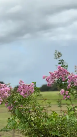 Just a storm (my favorite), and flowers