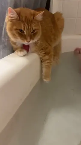 puggy dippin’ #piggydippin #cat #catsoftiktok #catlover #cattok #catsvideo 