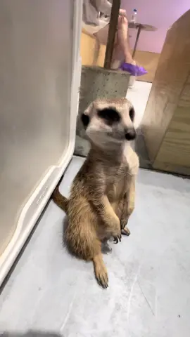 Baby if you are sleepy you can go to sleep 🤣 #cuteanimals #fypage #meerkat 