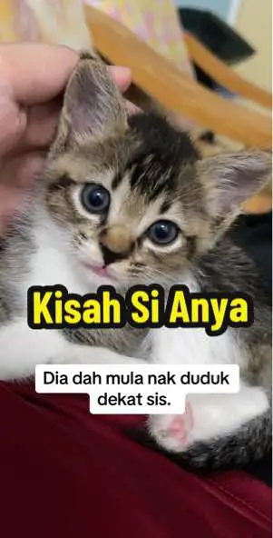 Sis sekarang tak sabar nak balik kerja jumpa Anya #fyp #fypp #Love #cat #catlover #catsoftiktok 