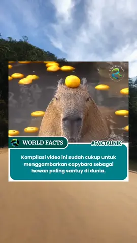 Kompilasi keramahan 'masbro' capybara dengan hewan-hewan lain. Tak heran jika capybara dijuluki sebagai hewan paling ramah di dunia. Hewan pengerat raksasa ini dikenal mudah bergaul dengan siapa saja. Bahkan sepertinya, hanya mereka yang bisa menaiki punggung buaya dengan santainya! #worldfacts18_ #faktaunik #fyp #capybara 