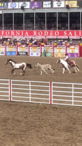 zorro the zebra 🦓 #rodeo #salinascaliforniarodeo #horses #cowboy #bull #funny #rodeoshow #cowboychannel 