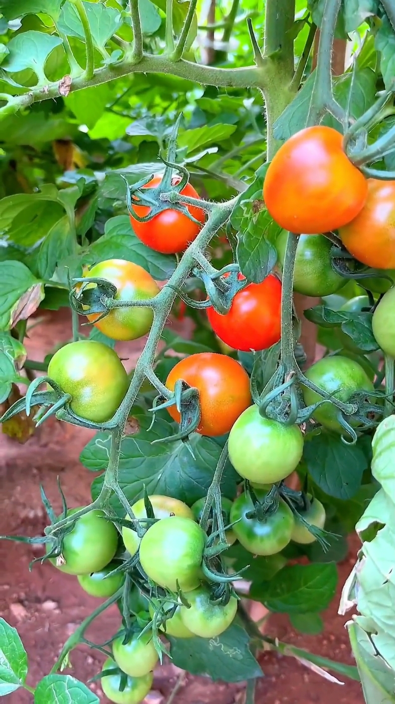 Berkebun buah-buahan dan sayur-sayuran segar memang ga pernah semudah kalo pakai ini #infarm #infarmid #berkebun 