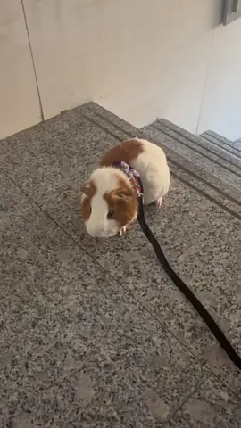 Walk the piggy, So cute!!!🥰😍😘#guineapig #guineapigs #pet #cute #cutepet #petlover #fyp #funny 