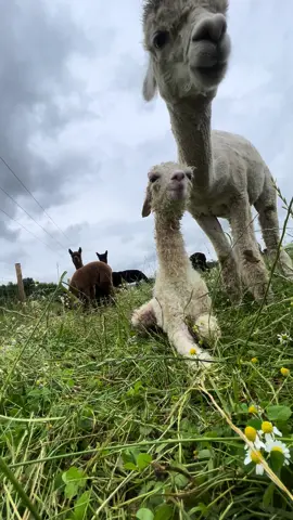 Sherbet Lemon learning how to move around and sit up 😍                                 #cute #cutebaby #cuteanimals #cuteness #alpaca #alpacas #alpacasoftiktok #alpacalove #alpacafarm #llama #llamas #farm #farmlife #farming #baby #babylove #viral #fyp #foryou 