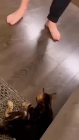My cat can really do cartwheels!