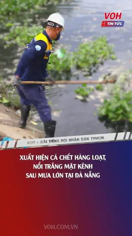 Xuất hiện cá chết hàng loạt, nổi trắng mặt kênh sau mưa lớn tại Đà Nẵng #voh #vohradio #vohtintuc #tinnong #cachet #onhiemnguonnuoc
