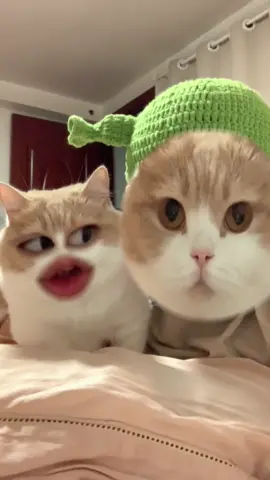 Cat: Are you all right? #cat #fyp #cute #funnyvideos #catsoftiktok #funny 