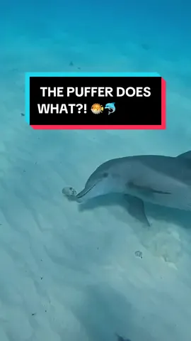 Who knows why dolphins do this? 😅🐬 🎥: @zanzibar_mermaid #dolphins #pufferfish #marinelife #underwater #ocean #divetok