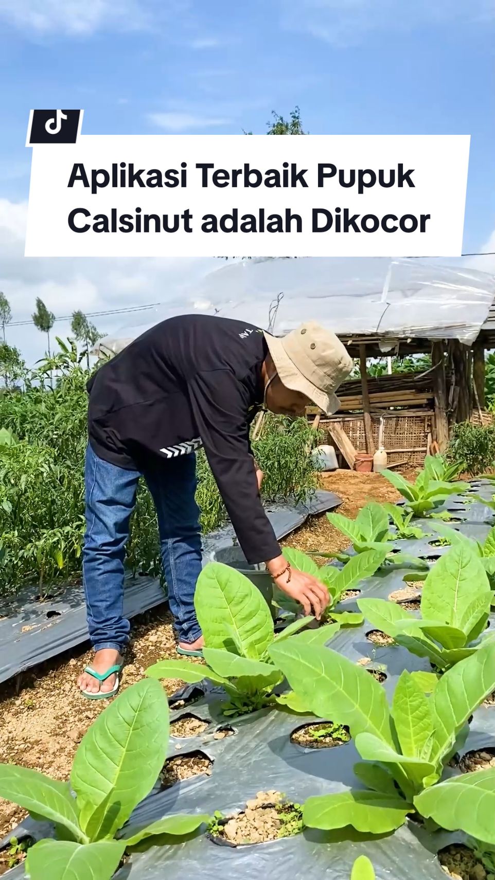 Aplikasi terbaik pupuk anti rontok Calsinut adalah dikocor 🌱 #bisatani #calsinut #pupukkalsium #pupukantirontok #pupuk 