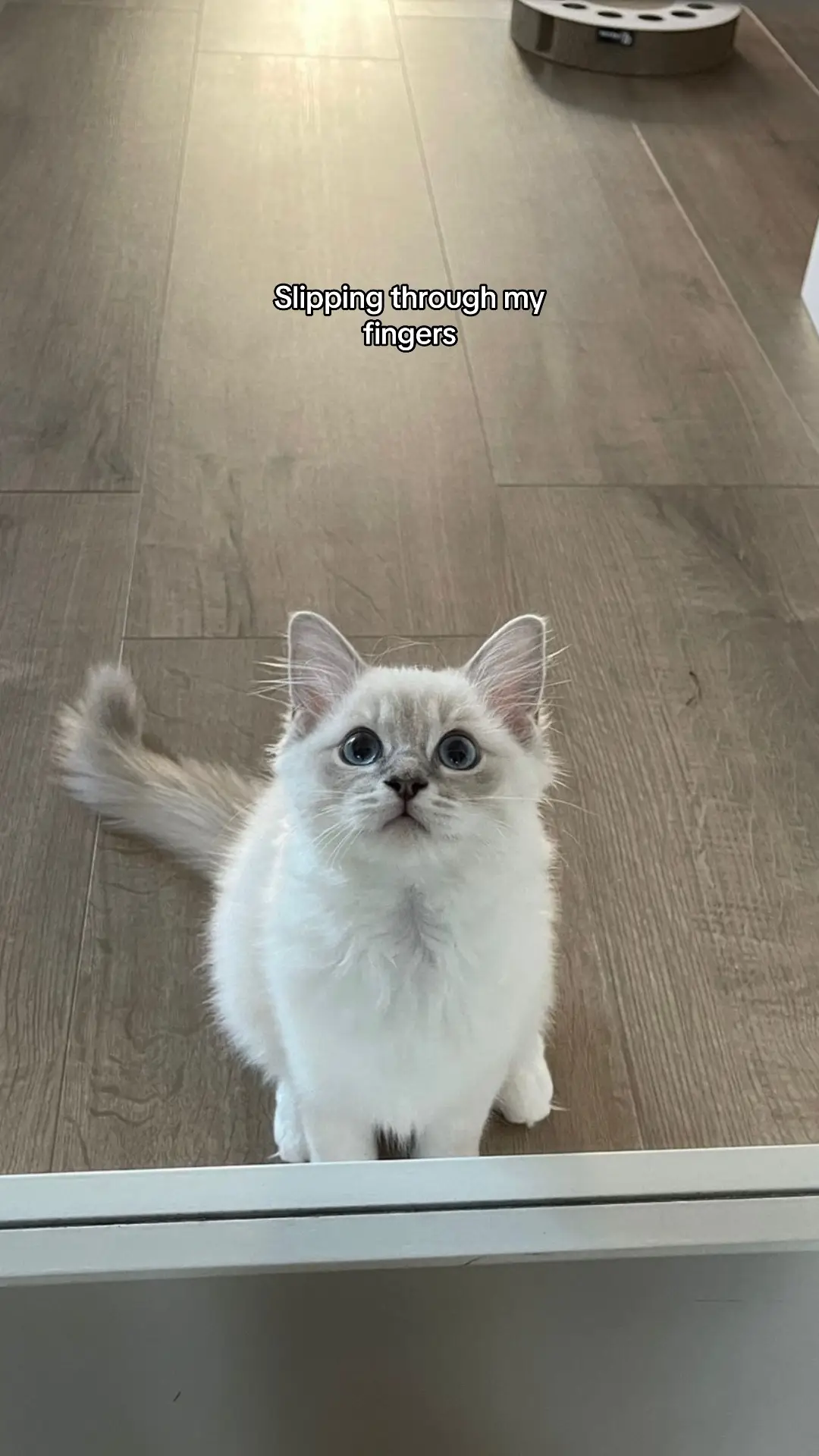 #ragdoll #kitten #cat #catsoftiktok #slippingthroughmyfingers #ragdollcat #catmom #kittensoftiktok #cats #fy 