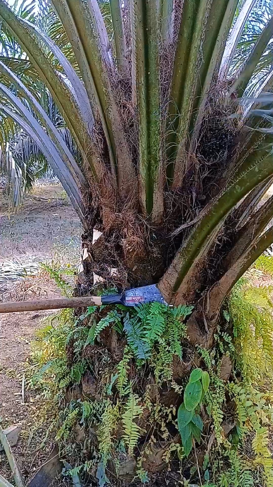 ketajaman dodos jaya mata tanpa di asah.  #dodossawit #jayamata #pruningsawit #fypシ゚viral @zivana_latishaa 