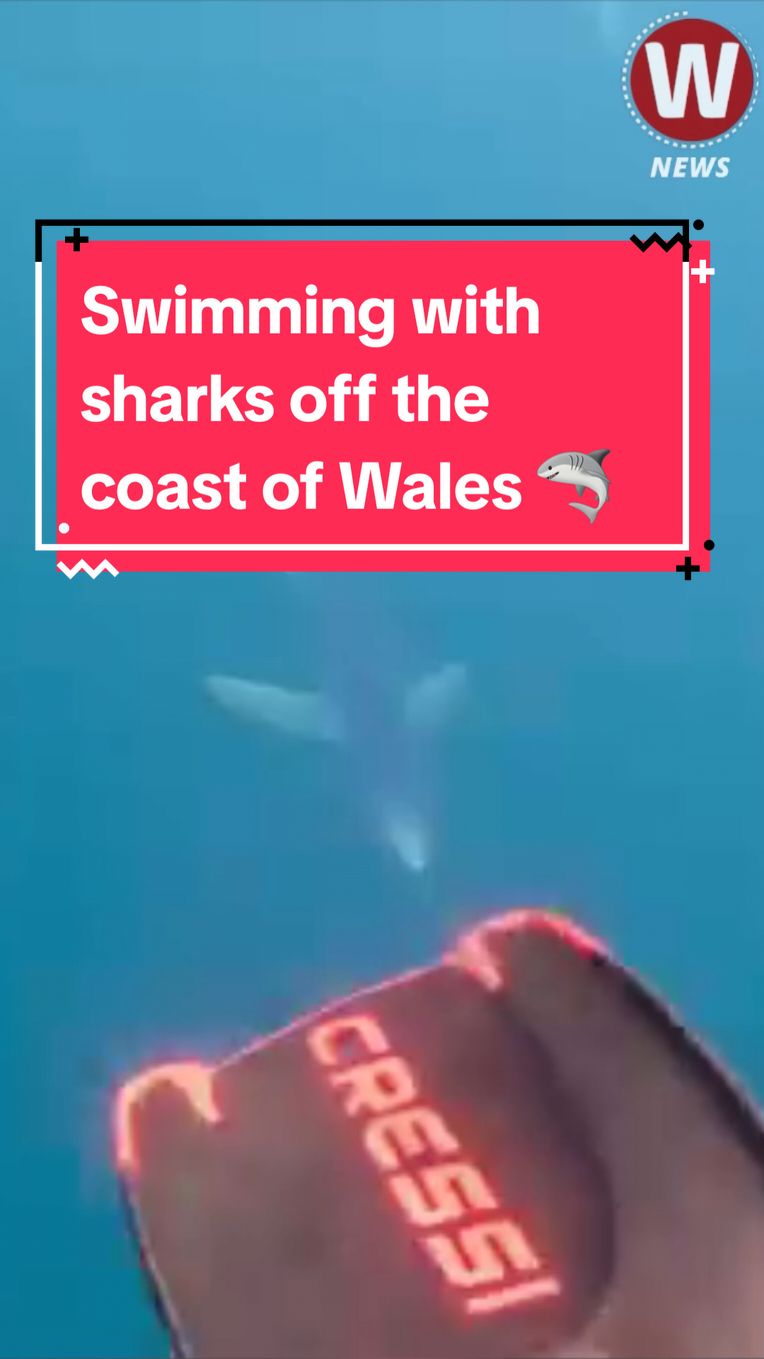 Braver souls than us!! 🦈😱 📍: 30 miles off Pembrokeshire  🎥: Wild Swim Wales / Celtic Deep #shark #sharks #Wales #walestiktok #Welsh #sharkweek #swimming #wildswimming 