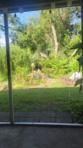 #wildbird #nature #birdfeeder #peaceful #gulf #Texas #redrobin 