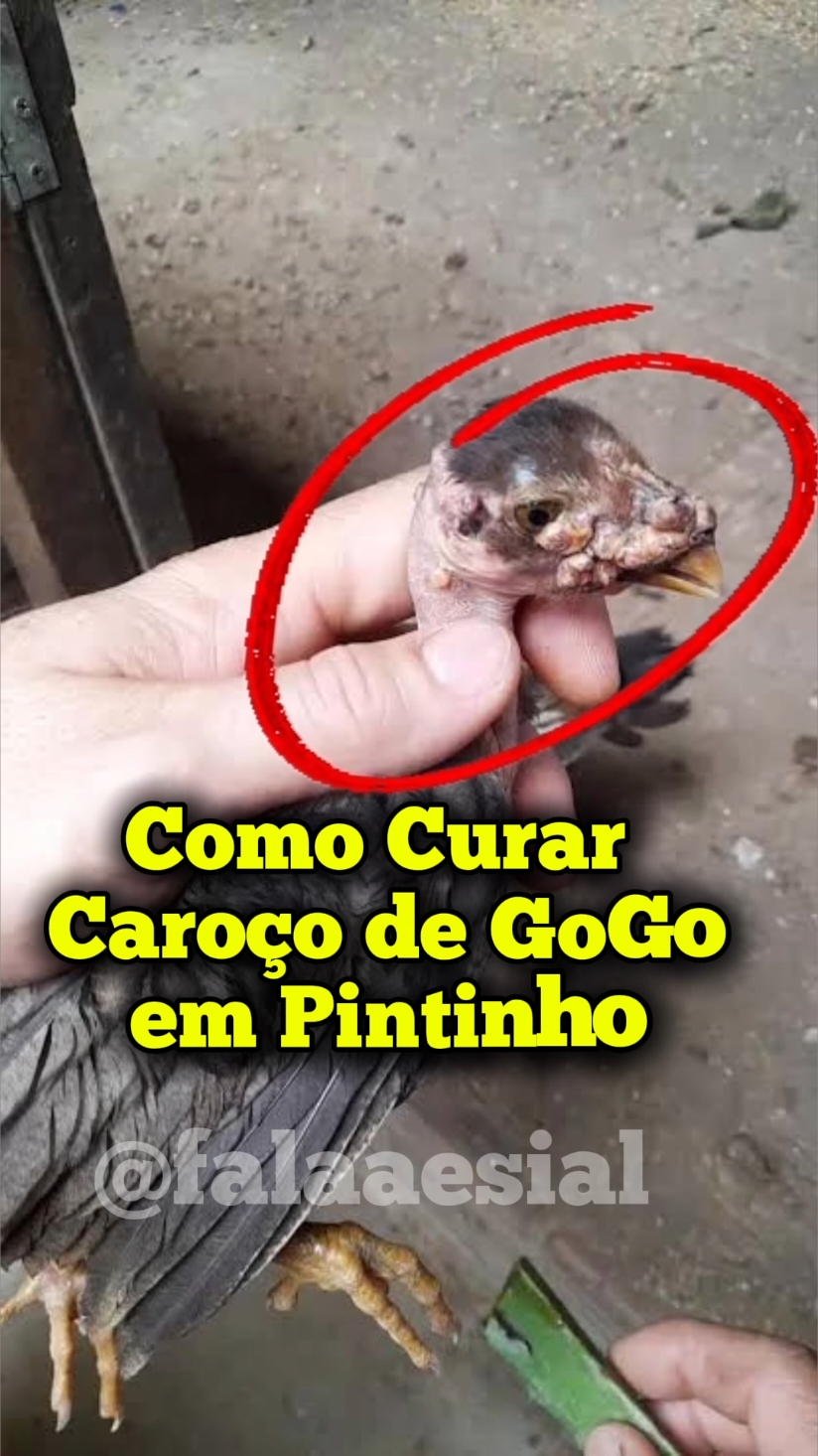 Como Curar CAROÇO de GoGo em Pintinho  #como #galinha #pintinho #agropecuaria como,galinha,pintinho,animais,agropecuaria,roça @falaaesial 