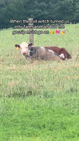 @Goose1242022 #cows #pigs #farmwife 