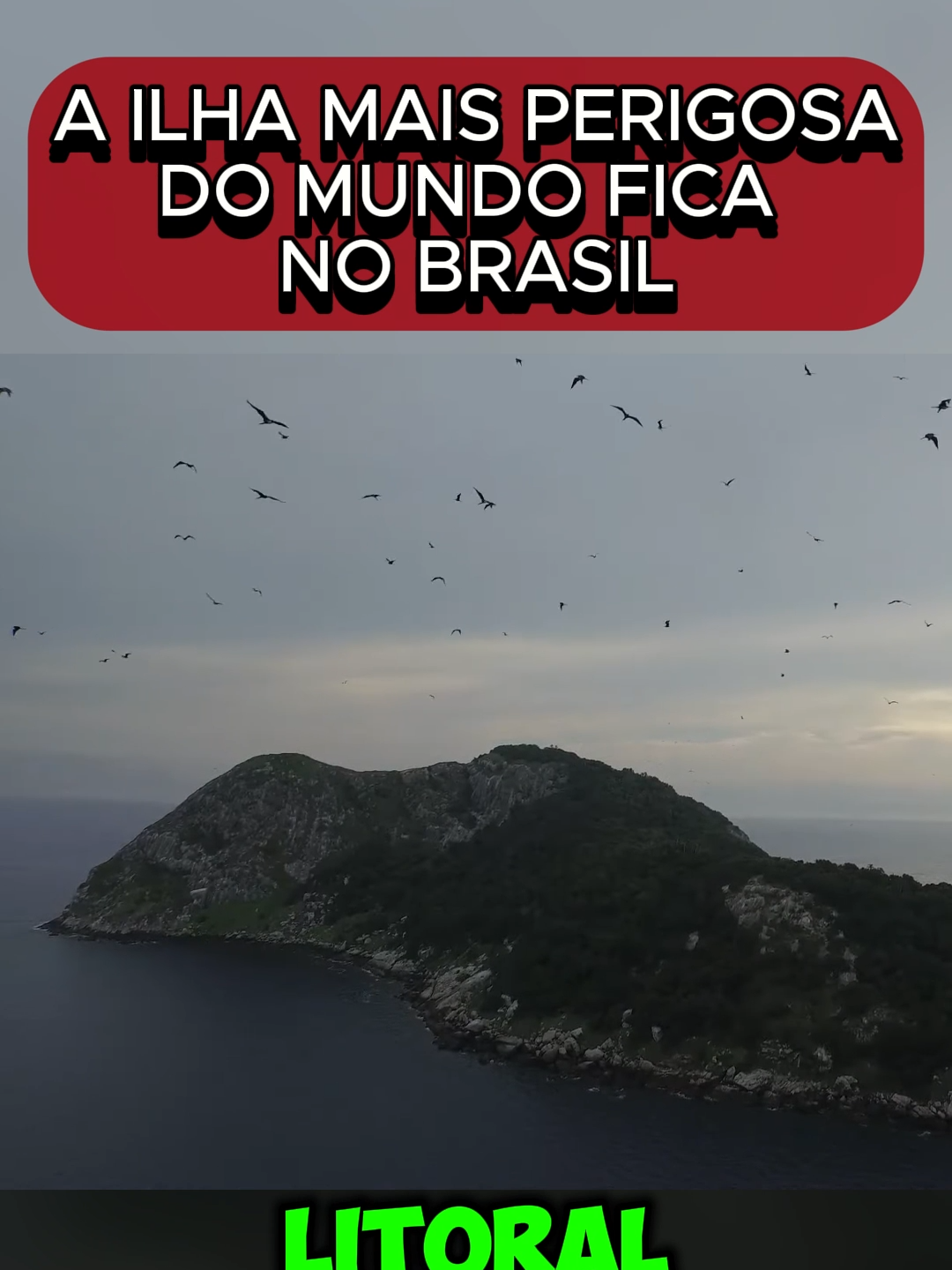 A ilha das cobras #curiosidades #fatos #brasil #cobra #fyp #viral