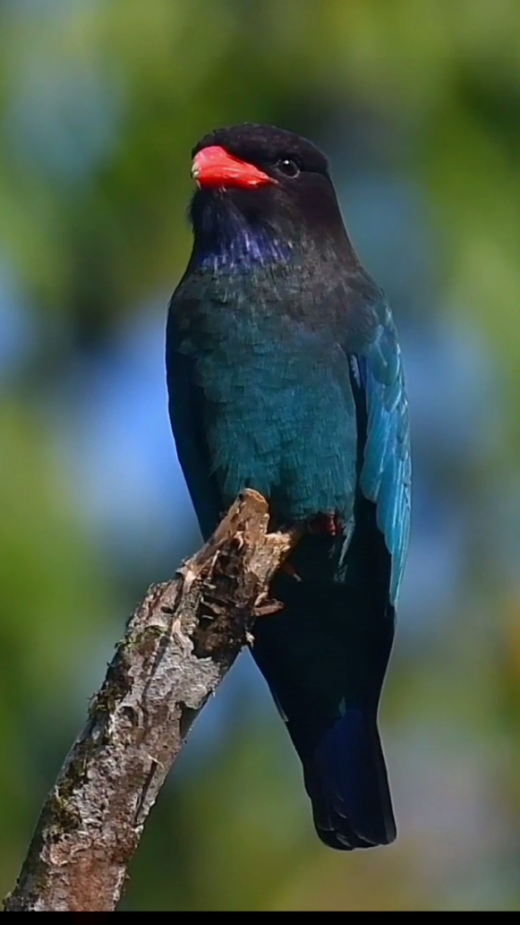 Tengkek Buto 🔄 Dollarbird #burung #bird #kicau #kicaumania #foryou #foryoupage #fyp 