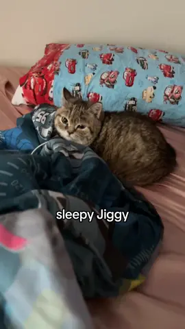 she says do not disturb! #jiggysmalls #dwarfcat #babycat #foryouuu 