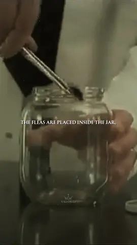 Fleas in a jar.