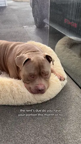 I guess we’re going to have to evict #rentsdue #dog #dogs #puppy #americanbully #funnydog #trend #dogsoftiktok 