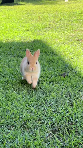 hi everyone!!☀️💕🐰 #bunnies #cute #nature #rabits #netherlanddwarf #bathing #animals #Love #bunnylove #bunnyhouse #bunnyday #bunnyroutine #bunnycuteness #mybunny #pet #bunnyday #pet #bunnypet #bunnytiktok #bunnytime #foryoupage #foryou #fypシ 