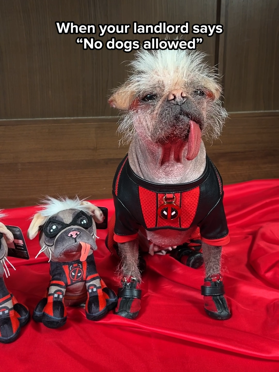 Nobody's gonna know.  See #Dogpool in Marvel Studios’ #DeadpoolAndWolverine, in theaters Friday.