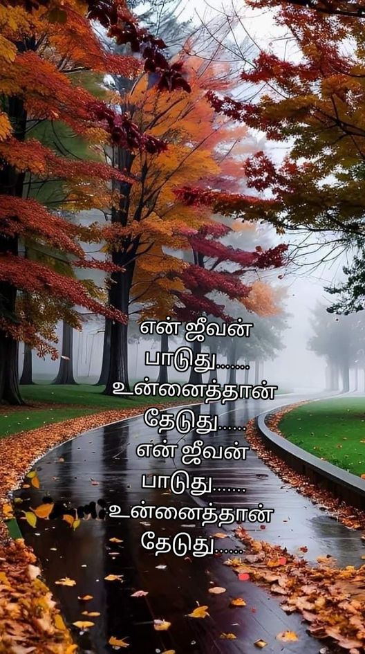 💗🎶🎵கண்ணோடு மலர்ந்த காதல் நெஞ்சோடு வளர்ந்த சொந்தம்🎶🎵 #tamilsong #sadtamilsong #tamilsadsong #tamillovesong #illayaraja #illayarajamusic #illayarajasongs #sjanaki #tamillyrics #tamiltiktok#evergreentamilsong # #tamilmuser #kollywood #80s90stamilsong #80s90s 