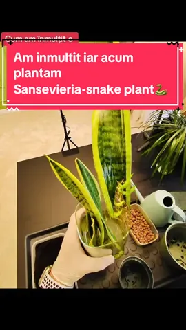 Snake plante 🐍 sanseveria #consultanta #peisagistica #vorbe #raspunsuri #raspuns #arhitectura #flori #plante #cluj #romania #bucuresti 