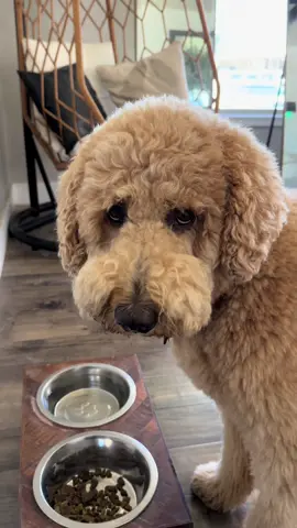 no matter how delicious - he wants supervision at all times. @Sundays for Dogs makes feeding Oliver nutritious whole foods as simple as possible, use code 