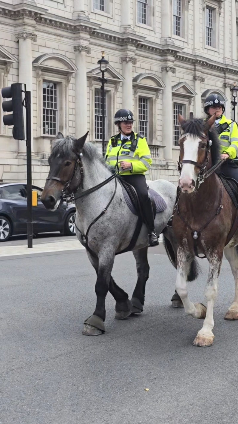 #brutus #policehorse #horse #kingsguard #householdcavalry #fyp #metpolice 