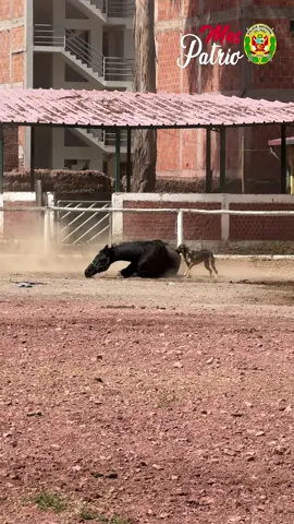 Emocionante encuentro entre Poncio y Cojita en la Unidad de Caballeria Cusco #perros #dogs #pet #animalfriends #fy #fyp #animales #animals #caballo #caballeria #reencuentro #emocion #emocionante #CapCut 