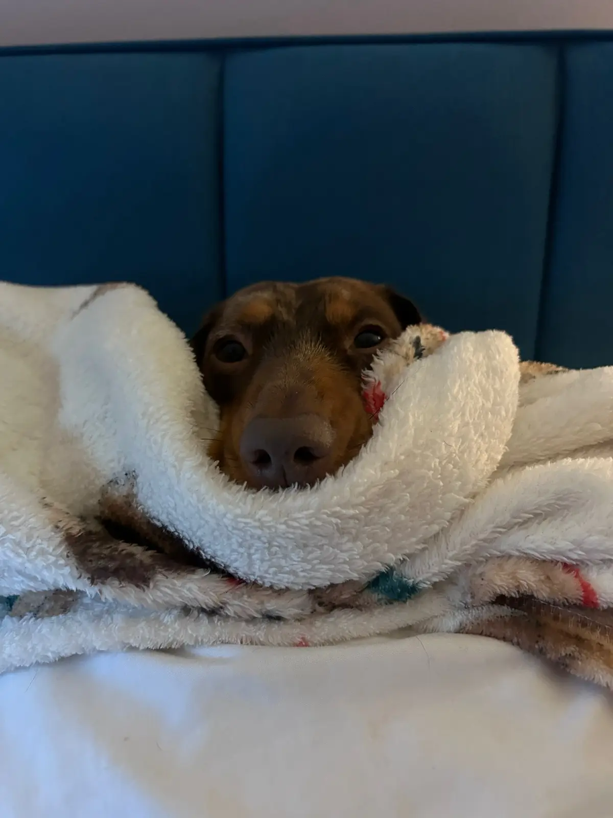 #dachshund #sausagedog #minidachshund #fyp #viral #weinerdog #cutedog #PetsOfTikTok #dappledachshund #dogs #dogtok #Scotland #petsontiktok #trending #uk #pets #funnyvideos #funnydog #weenie #sayhello #follow #followme 