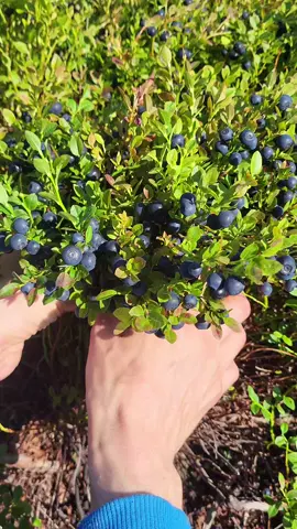 Berry picking in Sweden 