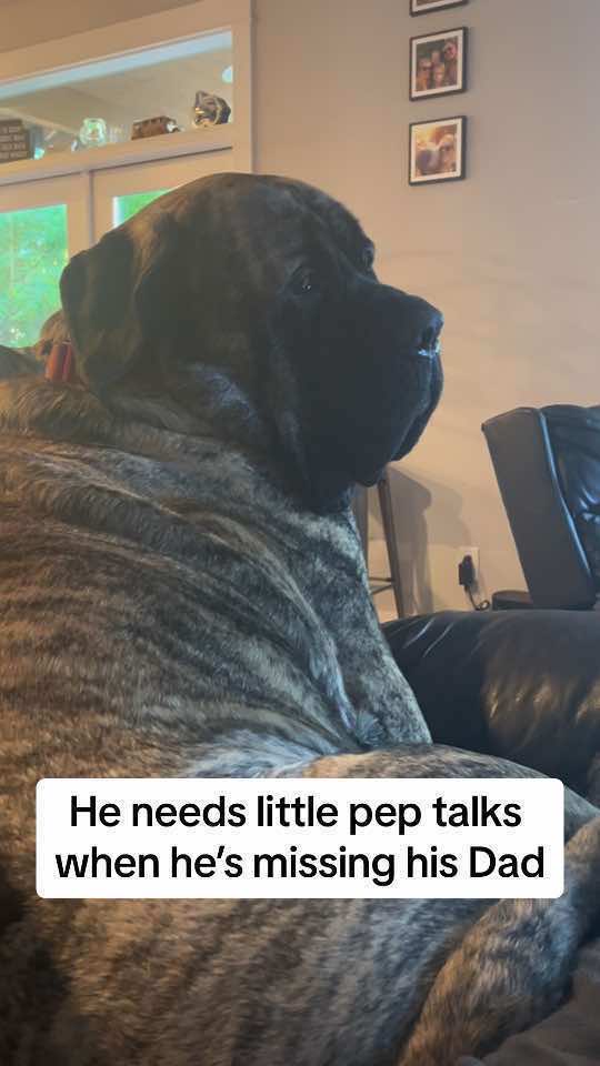 🤪🐾  #englishmastiff #em #mastiff #squishy #fyp #fypシ #fypage #woof #bear #lapdog #bigdog #dogsoftiktok #hercules #dogsoftiktokviral #sandlot #dogsoftiktokviral🐶🦮 #sweetboy #bigbaby #mastiffsoftiktok #mastiffs #mastifflover #squishyface #jowls 