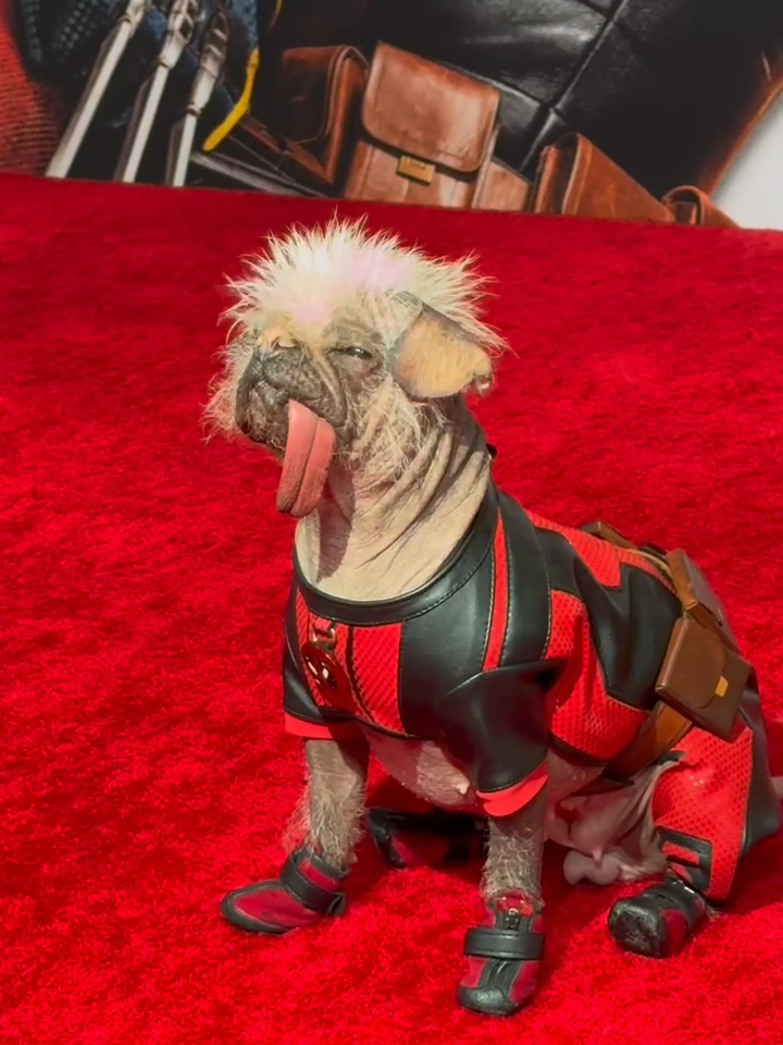 Peggy, aka Dogpool, makes a red carpet appearance at the #DeadpoolandWolverine New York premiere.