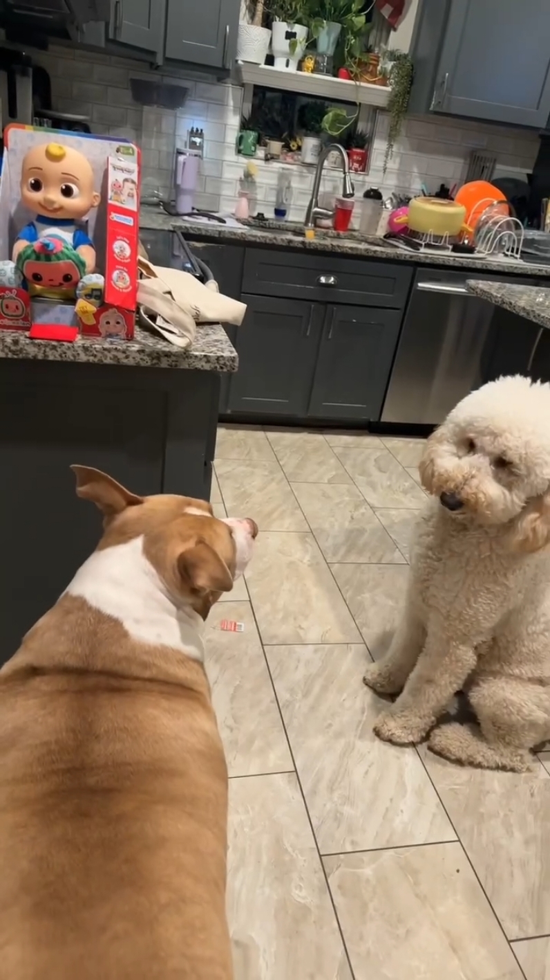 changito  y titina platicando como hermanitos #viral #kansascity #pitbull #entretenimiento 