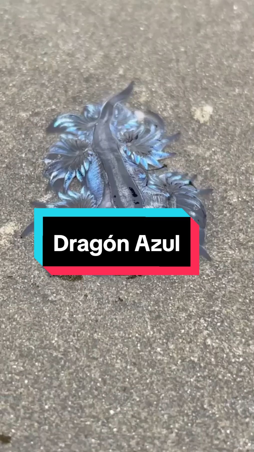 Follow para más historias... El Dragón Azul, una bellesa de la naturaleza #dragonazul #tedocumentoesta #dragonazulmarino #fyp #parati 