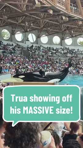So just how big is Trua you might ask? He is measuring in at around 21-22 feet in length & weighs over 8,000 pounds at only 18 years old. Trua isn’t fully grown yet! #seaworld #foryou #foryoupage #foryoupage❤️❤️ #foru #shamu #orca #florida #orlando #orcaencounter #cute #silly #fypシ゚viral #whale #f #animals #amazing #friends #Summer #funny #fy #tiktok 