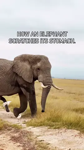 Elephants are the largest land mammals on earth and have distinctly massive bodies, large ears, and long trunks. They use their trunks to pick up objects, trumpet warnings, greet other elephants, or suck up water for drinking or bathing, among other uses.  #animallife #elephant #wildafrica #wildlife #wildanimals #mammals #animallife 