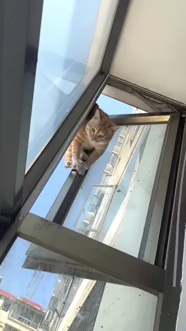 Funny videos of orange cats 🤣 #cat #cats #catsmoves #tiktokcat #catsoftiktok #fyp #foryou  #funnycats #funnyanimals #funnypets #funnyvideos #kitten #funnytiktok #cutecats #pet  #usa #usa_tiktok 
