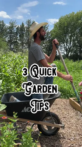 3 Quick Garden Tips You don't have to wait until your tomatoes are fully ripe to pick them. Once they're over 50% they're ripened color, you can pull them off the vine and let them fully ripen on the counter! Sweet corn juice is the key to determine if it's ready to pick. pinch a kernel and if the juice is clear and watery, it's not ready. If the juice is milky AND opaque then it's over-ripe. The sweet spot is when the corn juice is milky but still translucent • Carrots come with a built-in timer like a turkey at Thanksgiving. When the shoulders pop above the soil and are about an inch in diameter, your carrots are ready to be harvested! #carrots #tomato #tomatoes #sweetcorn #corn #fruit #vegetables #food #garden #gardening #produce #Foodie #foodblogger #plant #plants #helpful #fact #facts #funfacts #tip #tips #farm #farmer #homestead #helpful #education #hack #gardeninglife #carrot #shilohfarm #farmtok #foodie #foodblogger #homesteading 