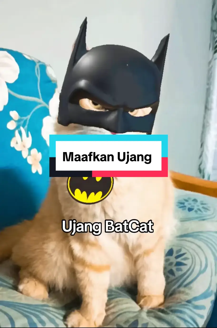 Ujang : Maafkan Ujang kerana merahsiakan hal sebenar selama ini #catsoftiktok #kucingtiktok 