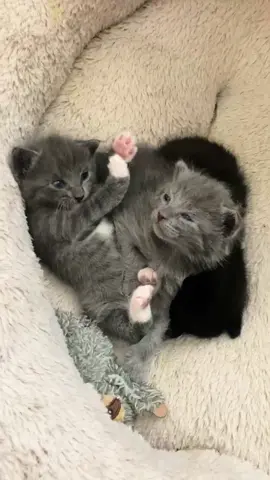 When I pulled over a momma cat and her baby jumped through my car window! Once I got them home, momma gave birth to 5 kittens in my bathroom! This has been the craziest thing that has ever happened to me, but I would do it all over again to save these little angels. Here’s their transformation over the past two months! #straycats #foryou #catdistributionsystem #kittens #newbornkittens #straykittens #catrescue #animalrescue #pregnantcat #catsoftiktok #fyp #viral #kittensoftiktok  
