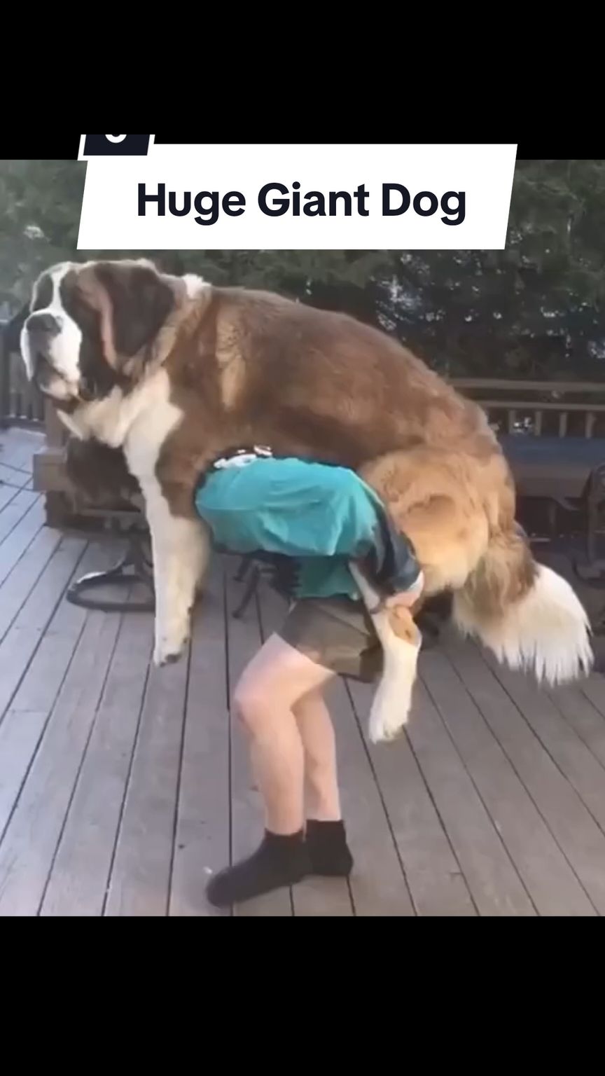 Teddy Bear dog says no to walks and yes to jumping on the bed! 😅 #saintbernard #hugedog #cuddlebuddies #bullterrier #bulldog #pitbull #bigdog #giantdog #saintbernardpuppy #trendingvideo #viralvideo #straydog 