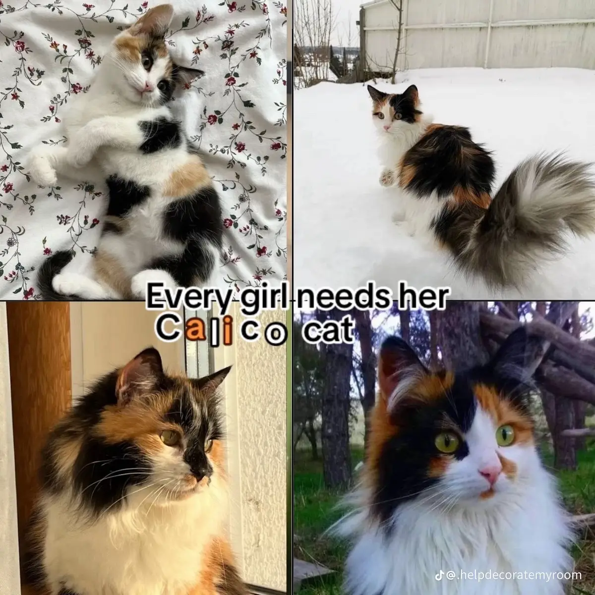 #fypage #calico #cat 