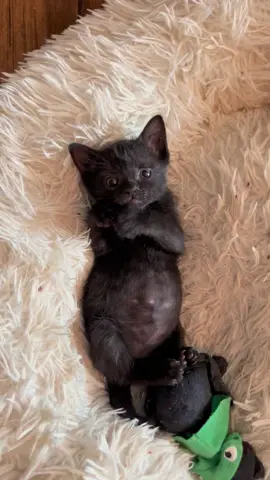 Introducing Shorty!  Soon to be available for adoption….filks lets keep this civil😍.  #adoptdontshop #rescue #bottlebabies #kittensofinstagram #littlebuddiesrescue 